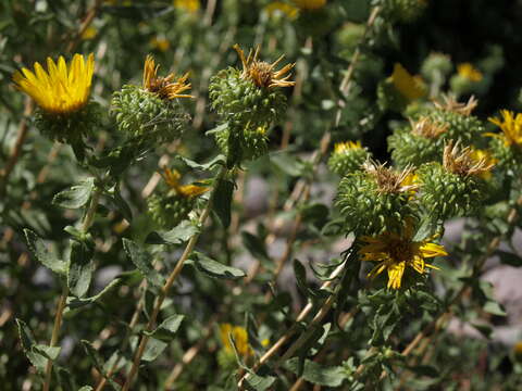 Image of Curly-cup gumweed