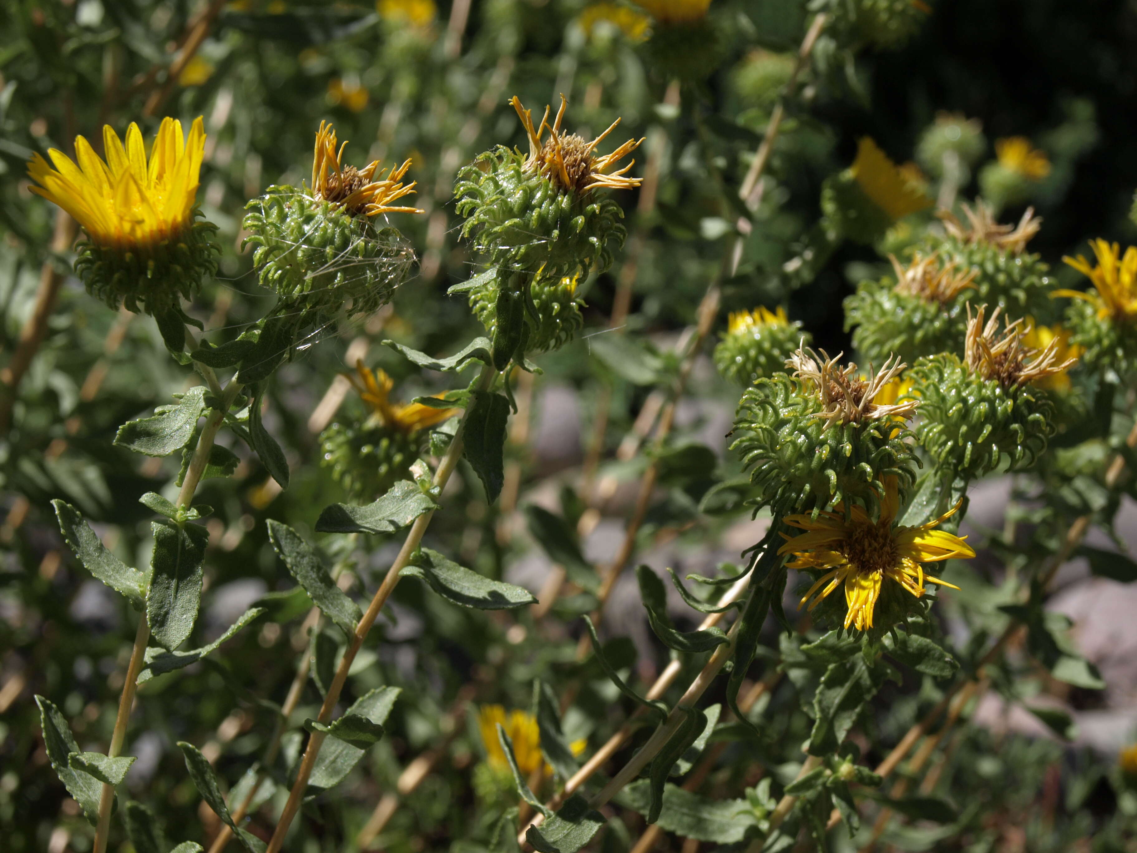 Image of gumweed