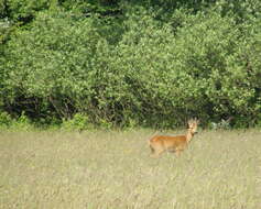 Image of Roe Deer