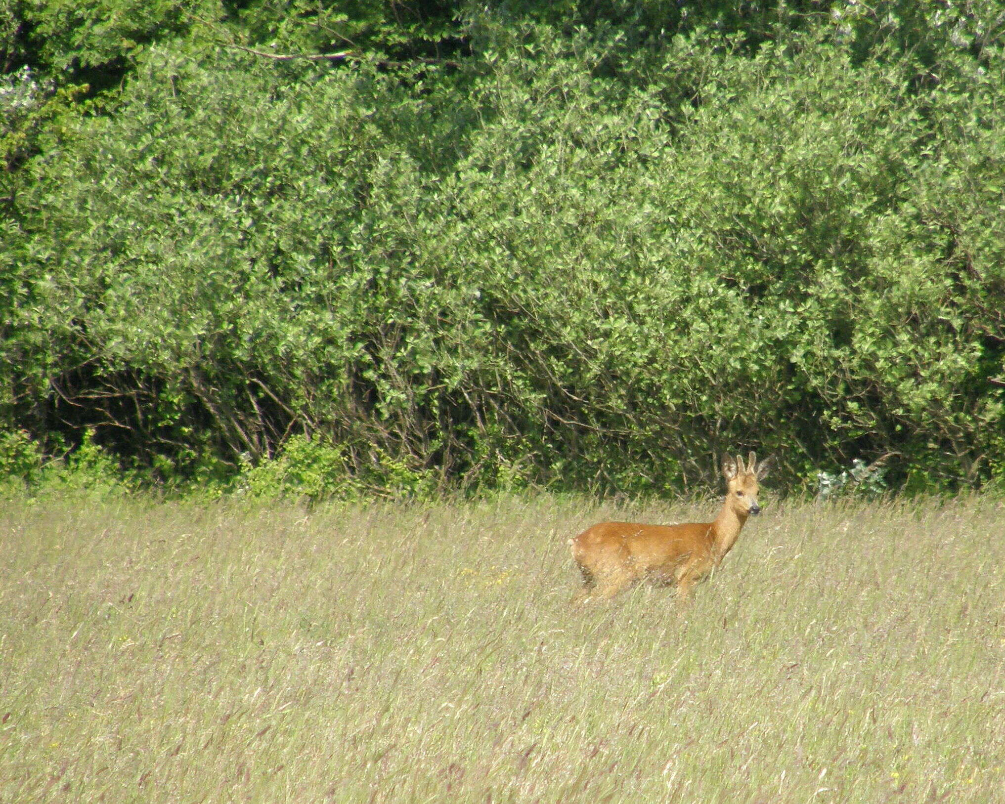 Image of Roe Deer