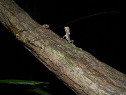 Image of helmet lizards