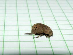 Image of hide beetle