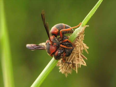 Euodynerus castigatus (de Saussure 1853)的圖片