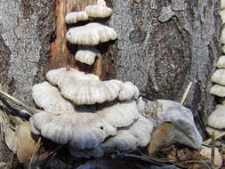 Image of Schizophyllum