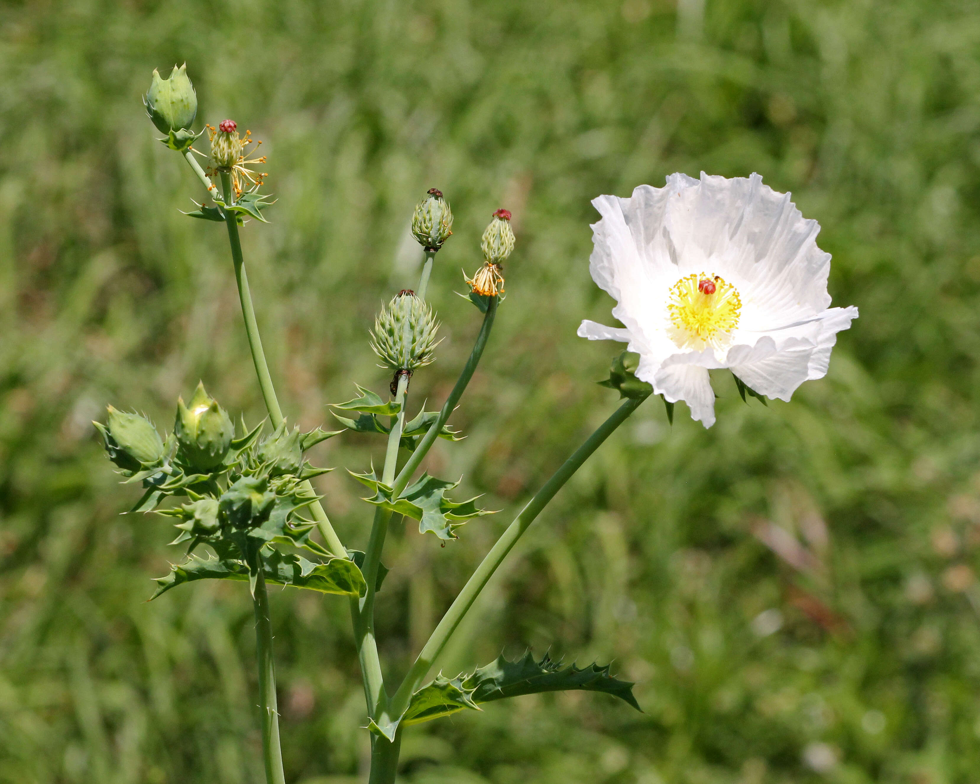 Image of bluestem pricklypoppy