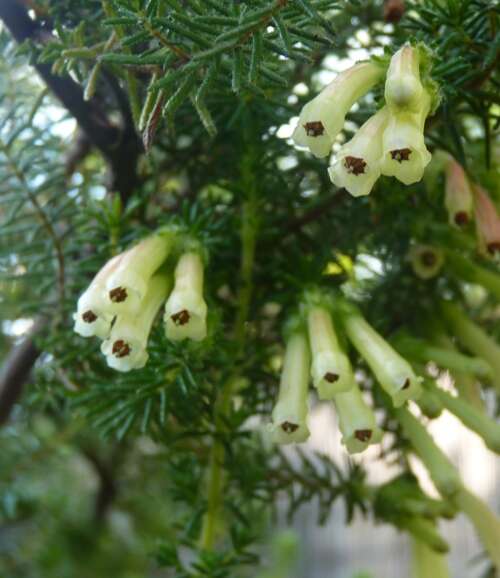 Image of Sticky-leaved heath