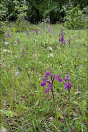 Image of Green-winged Orchid