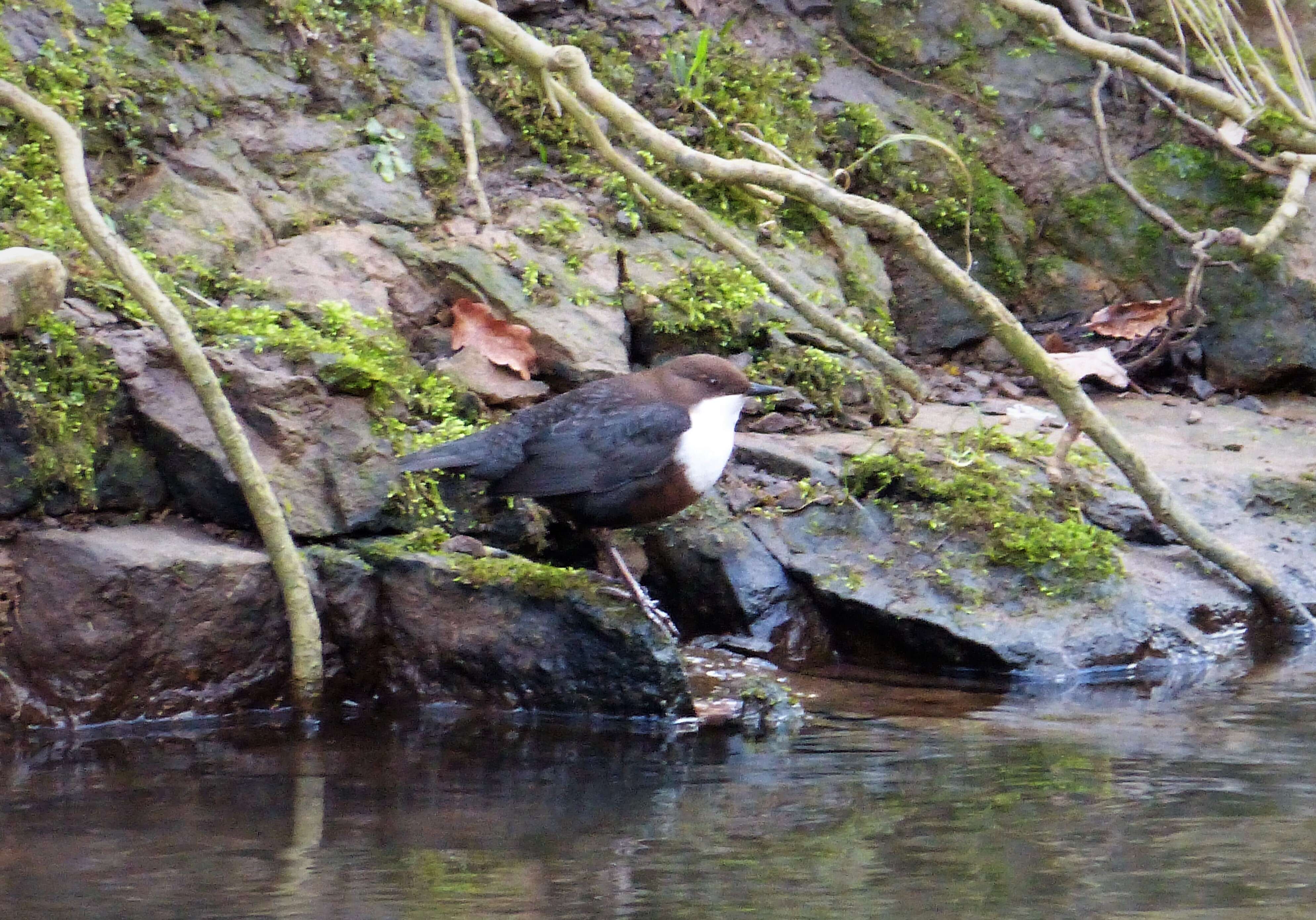 Image of dippers