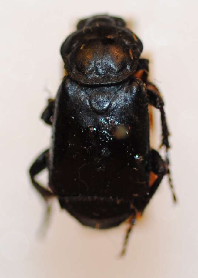 Image of Nicrophorus (Nicrophorus) guttula (Motschulsky 1845)