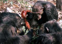 Image of Chimpanzees