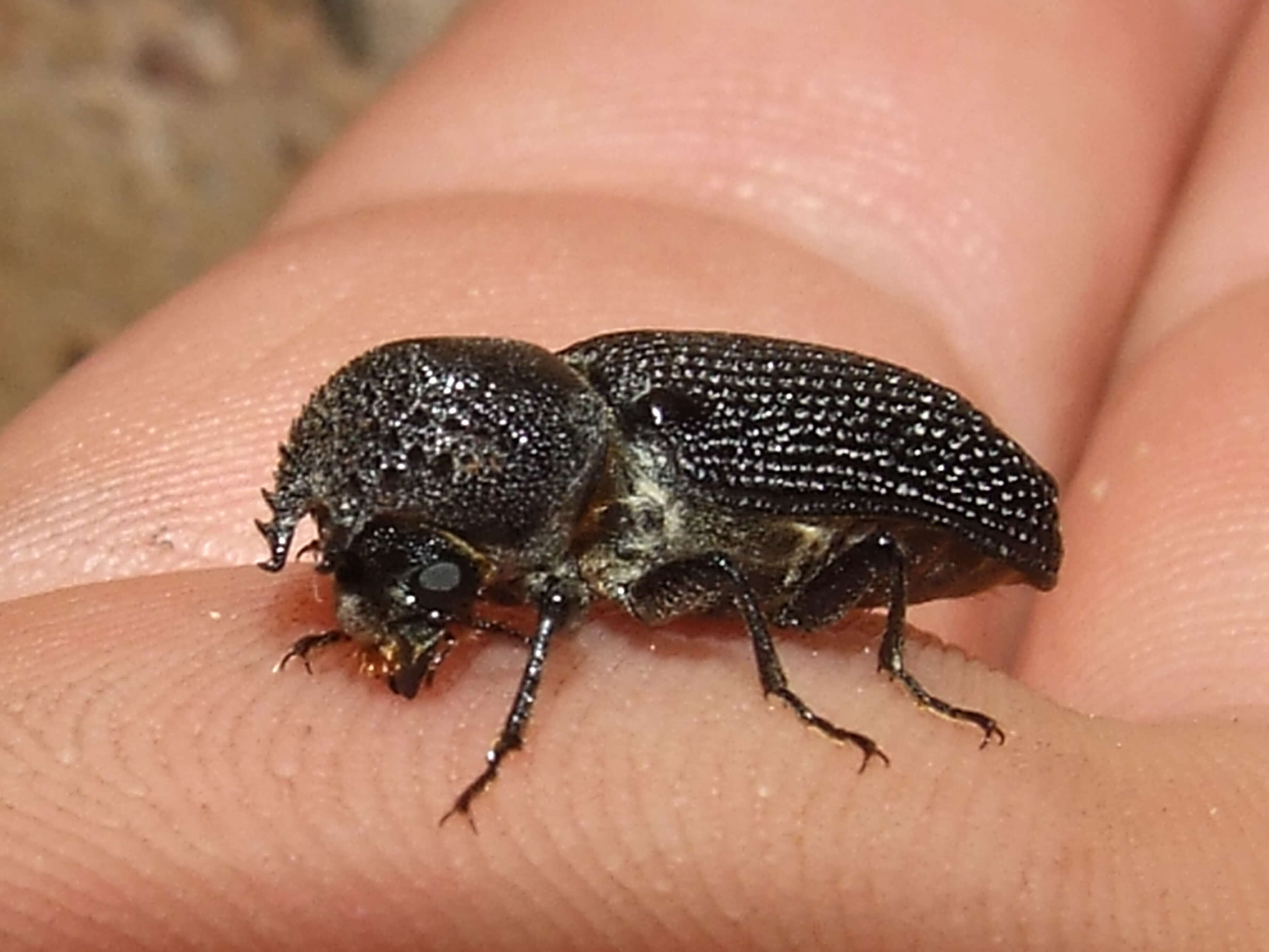 Image of horned powderpost beetles