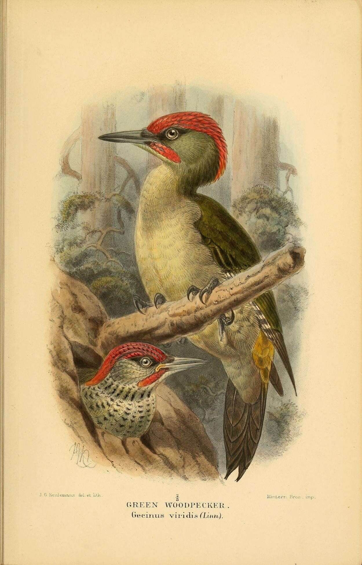 Image of Eurasian Green Woodpecker