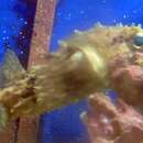 Image of Bridled Burrfish