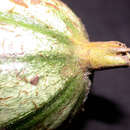 Image of Rosenbergiodendron longiflorum (Ruiz & Pav.) Fagerl.