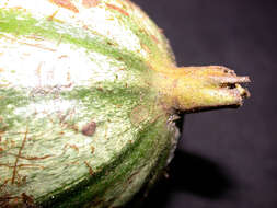 Image of Rosenbergiodendron