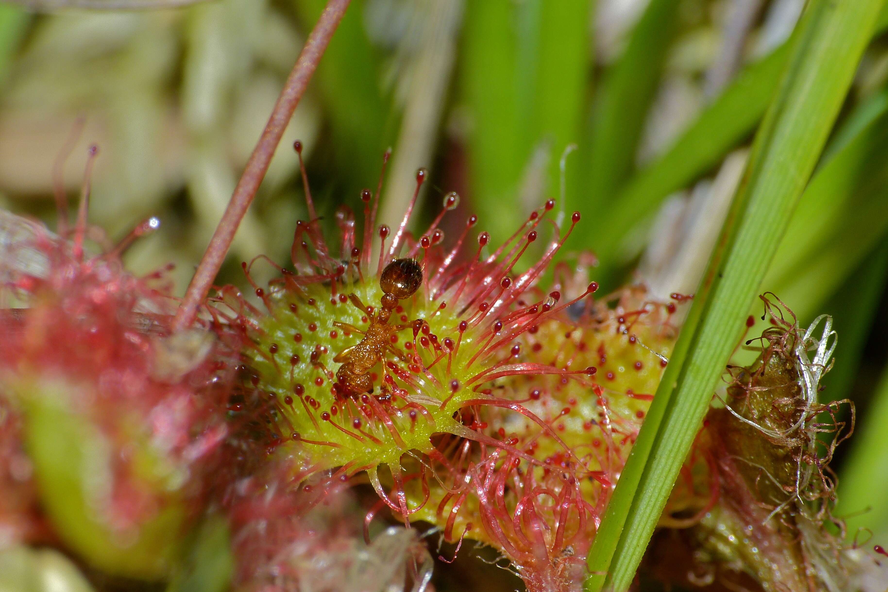 Image of Sundews