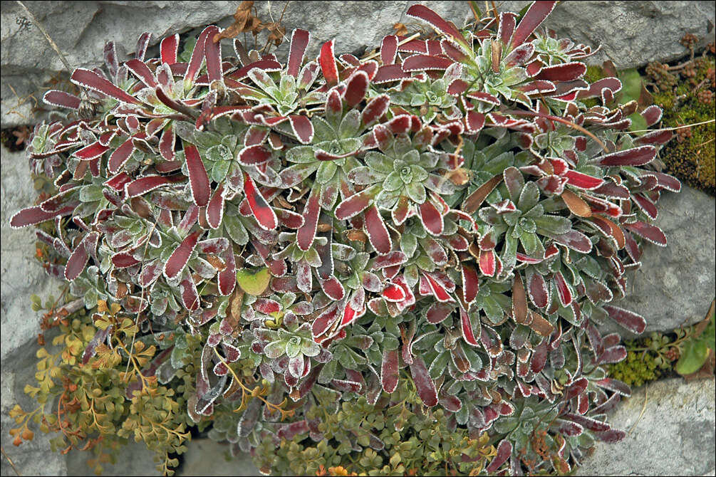 Imagem de Saxifraga hostii subsp. hostii