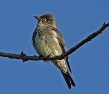 Image of Olive-Sided Flycatcher