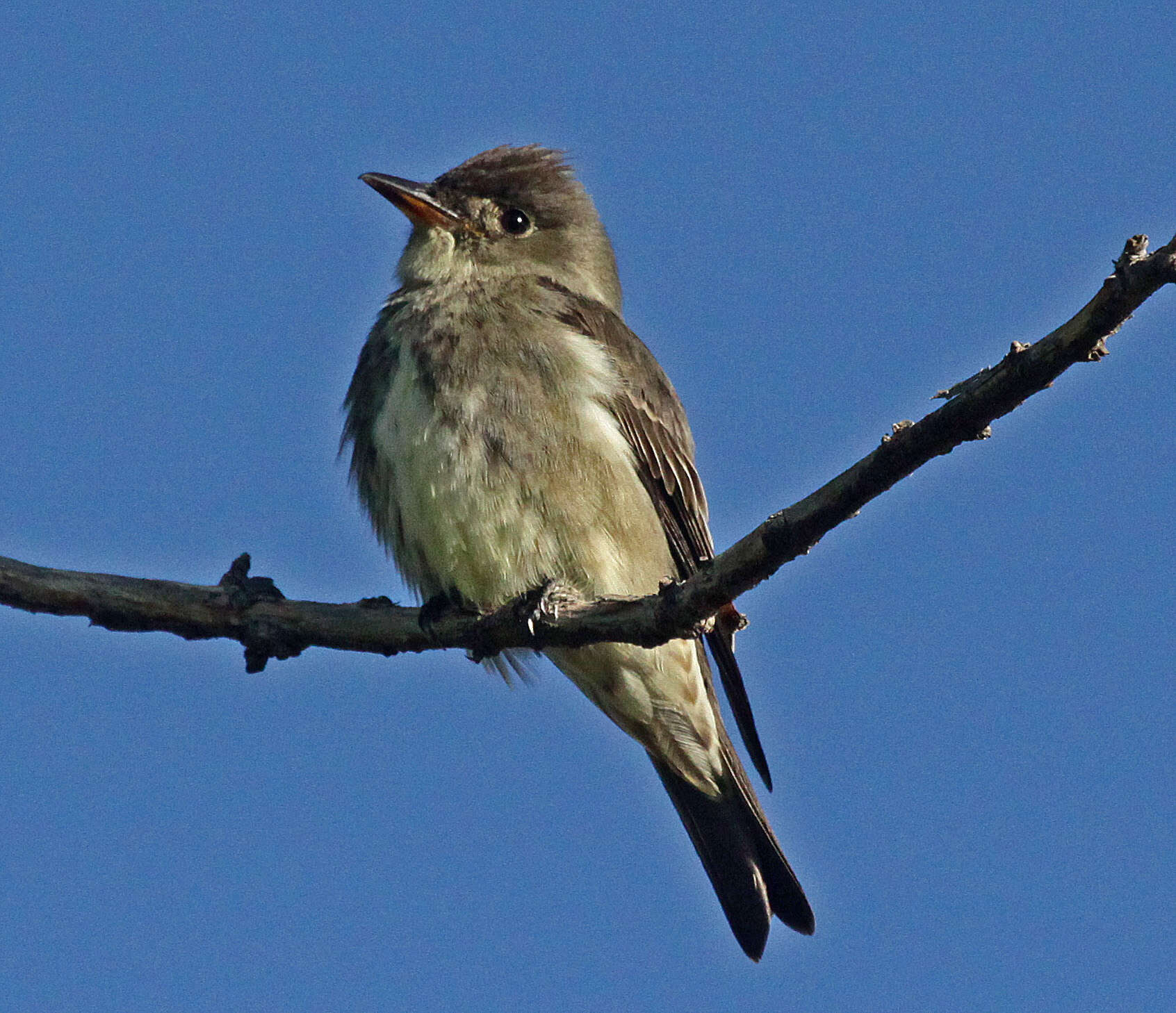 Image of Olive-Sided Flycatcher