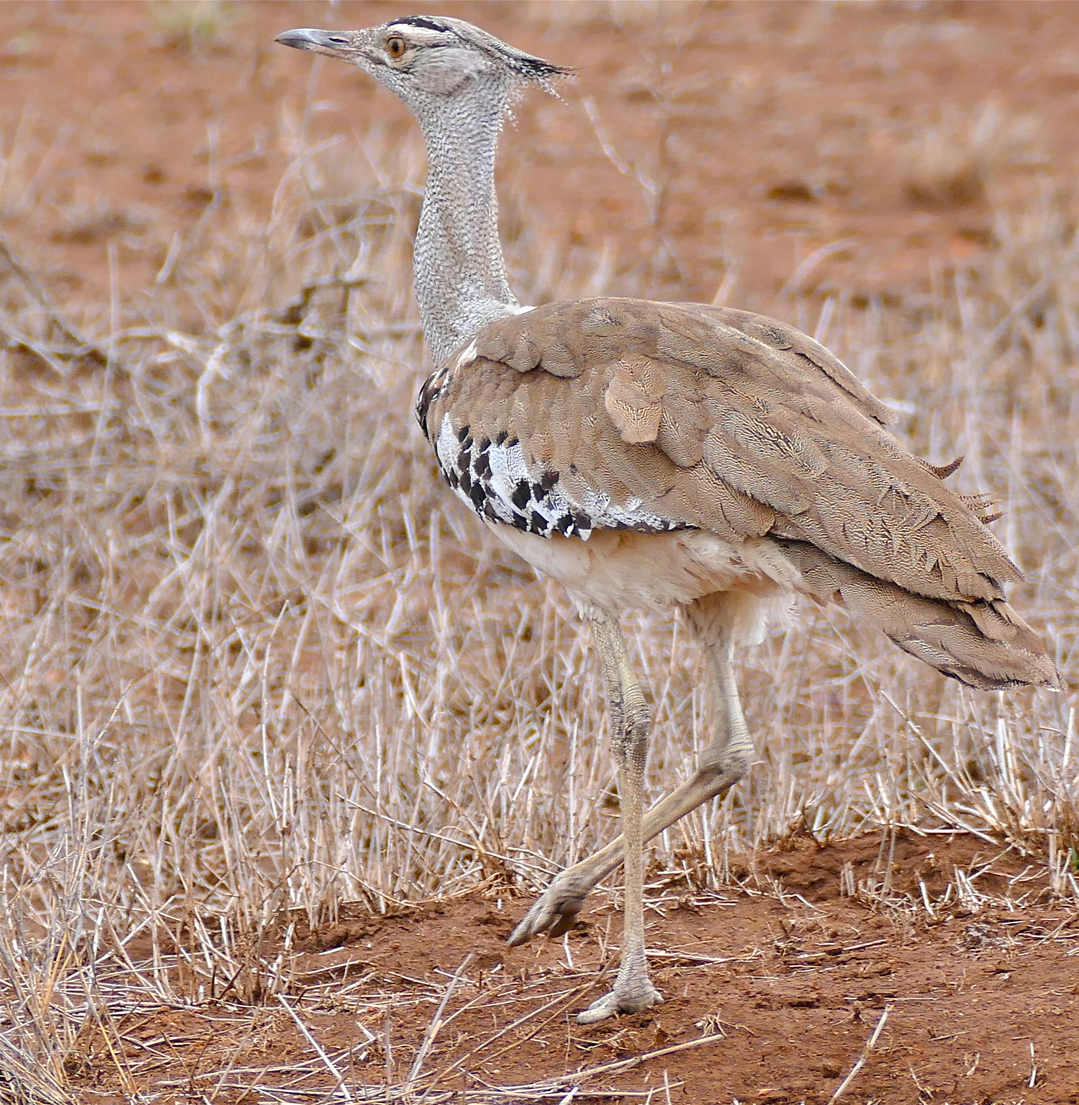 Image of Great Indian bustard