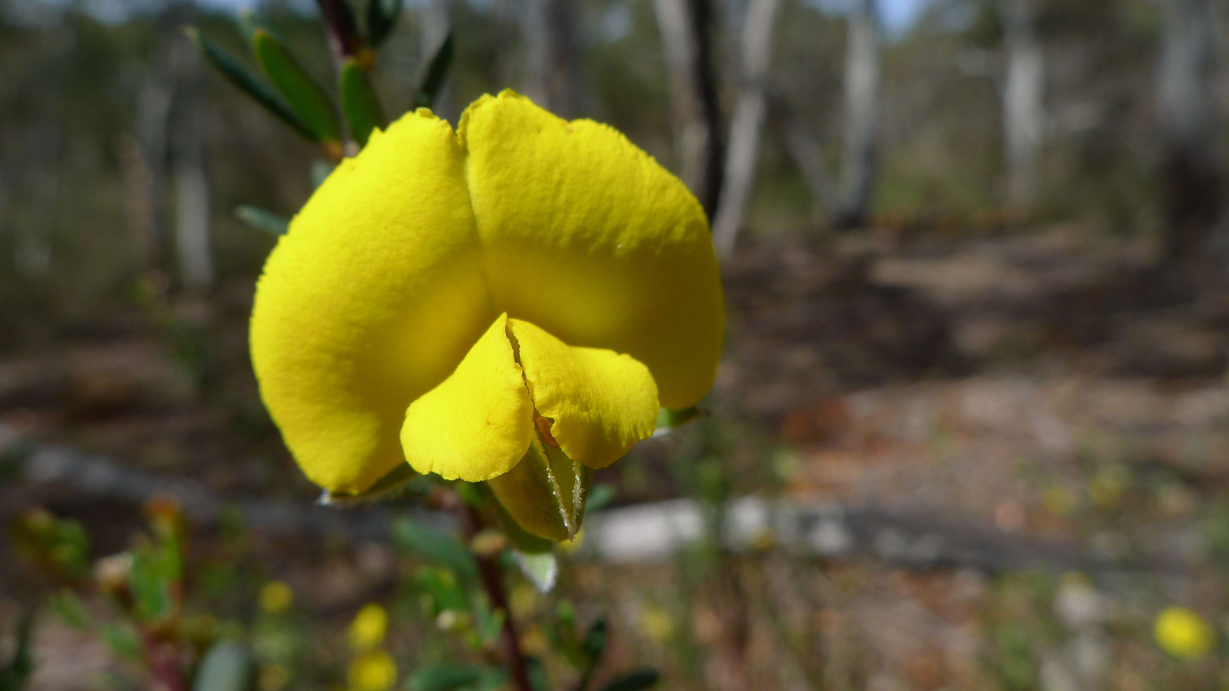 Слика од Gompholobium latifolium Sm.