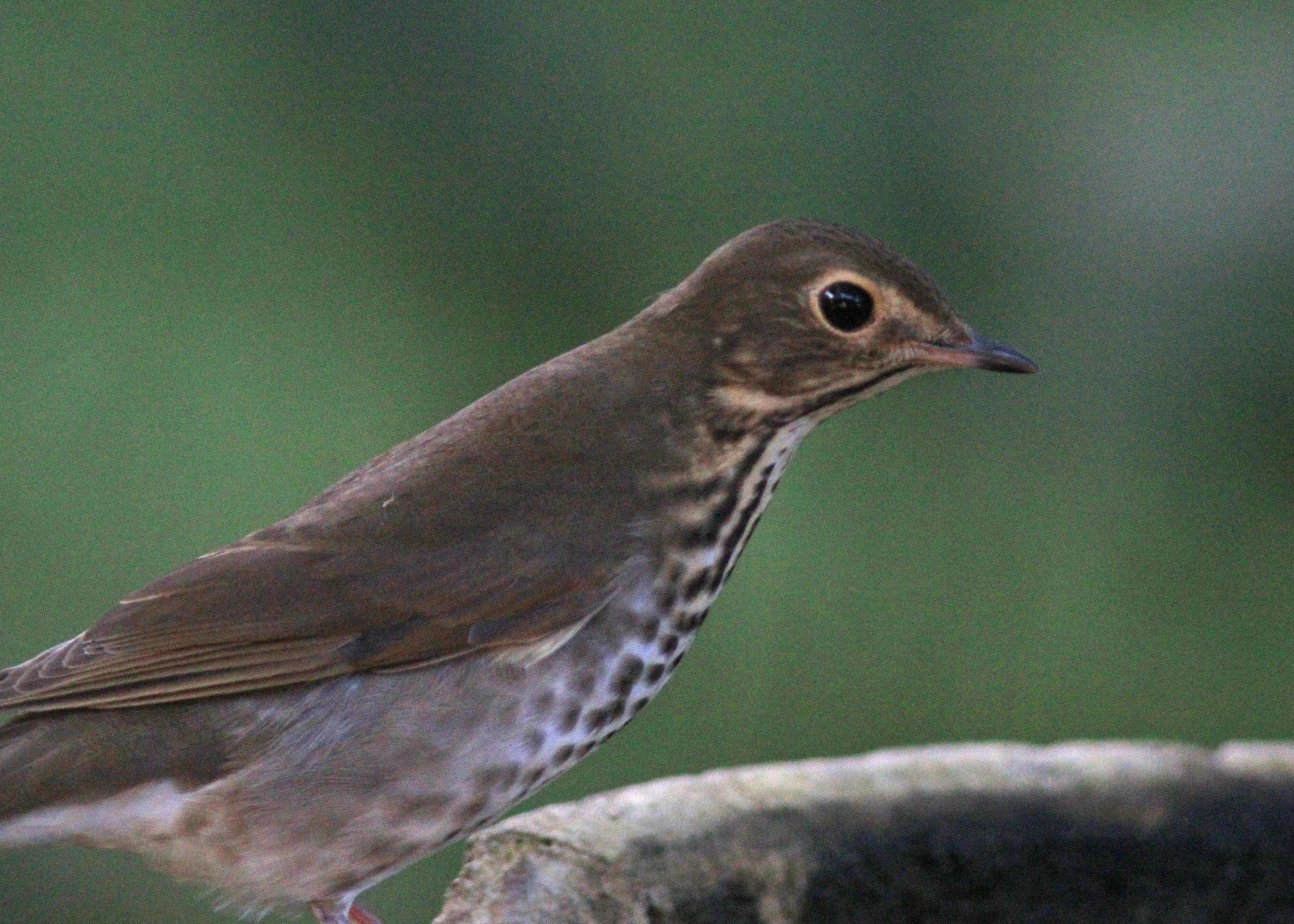 Image of Swainson's Thrush