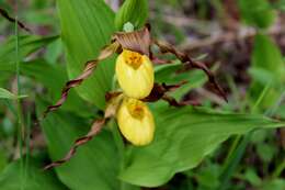 Image of Slipper orchids