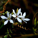 Слика од Marianthus sylvaticus L. W. Cayzer & Crisp