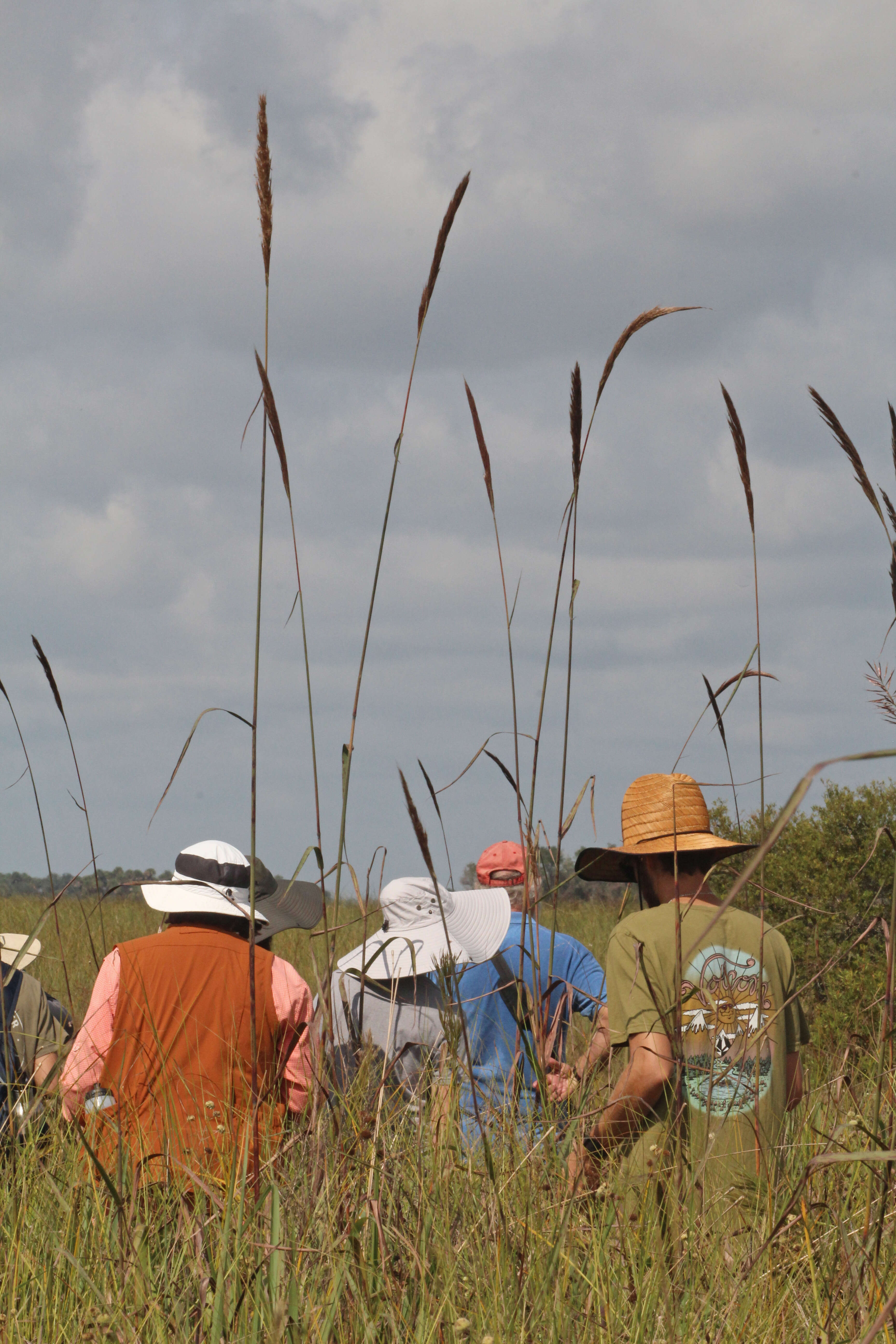 Image of sugarcane