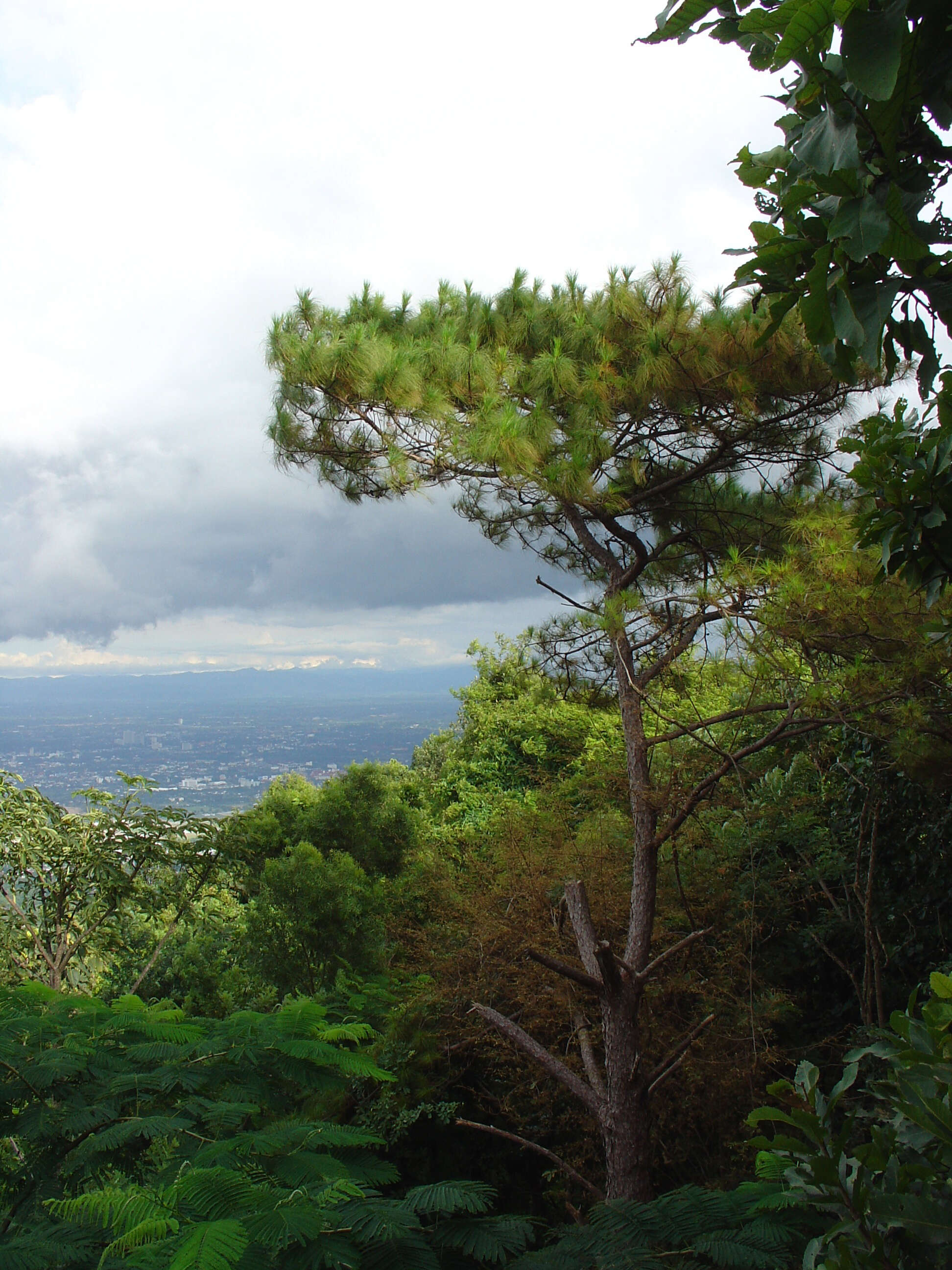 Image of Benguet Pine