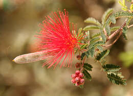 Imagem de Calliandra californica Benth.