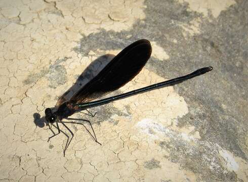 Image of Jewelwings