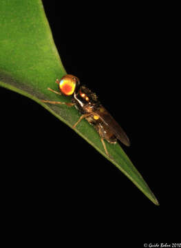 Plancia ëd Microchrysa