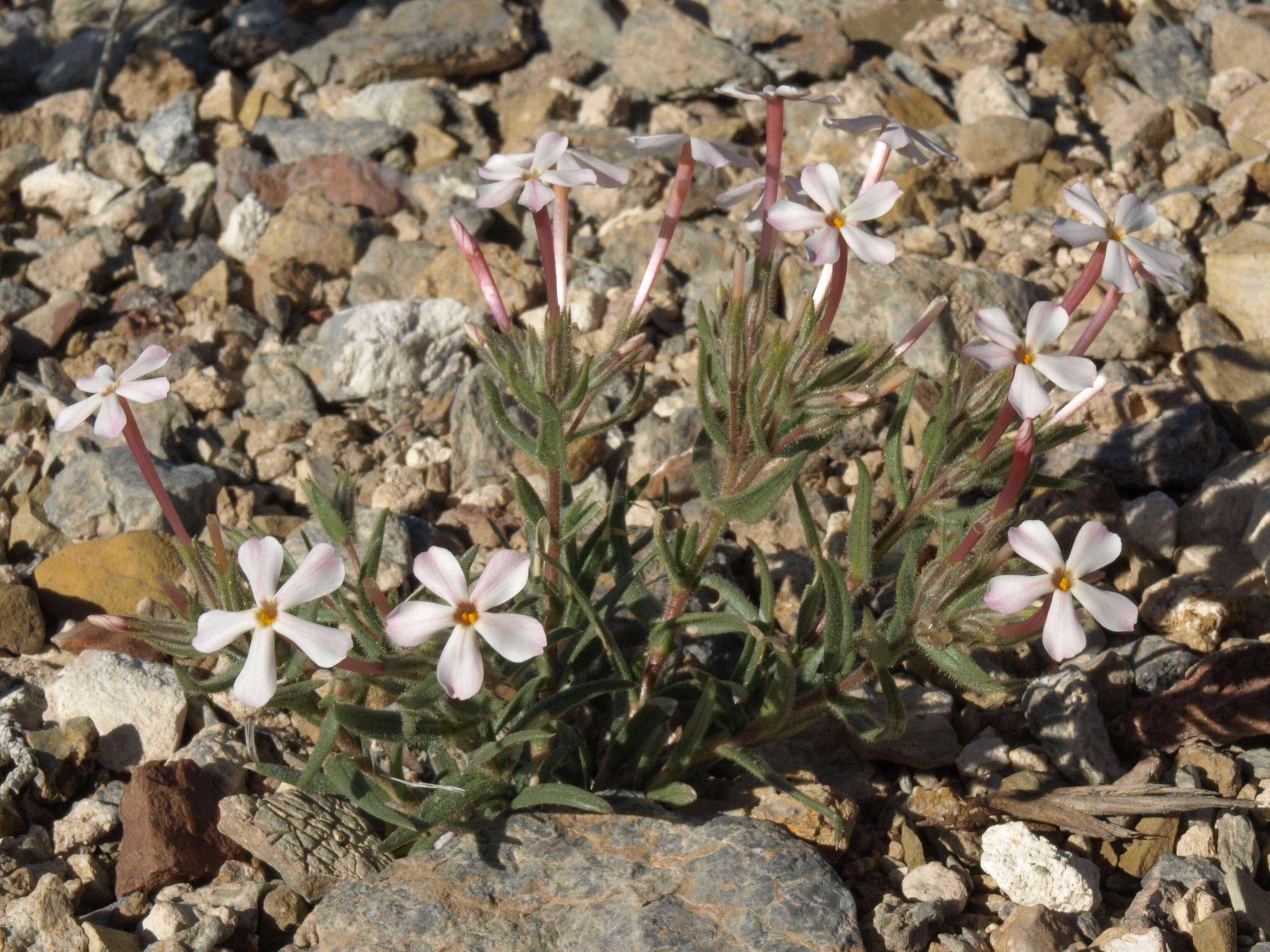 Imagem de Phlox stansburyi (Torr.) A. A. Heller