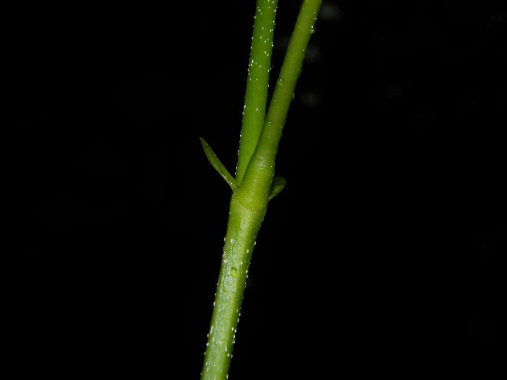 Image of Pterocarpus violaceus Vogel