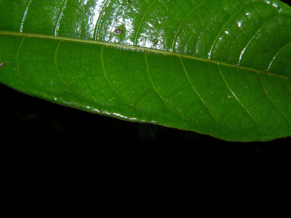 Image of Psychotria solitudinum Standl.