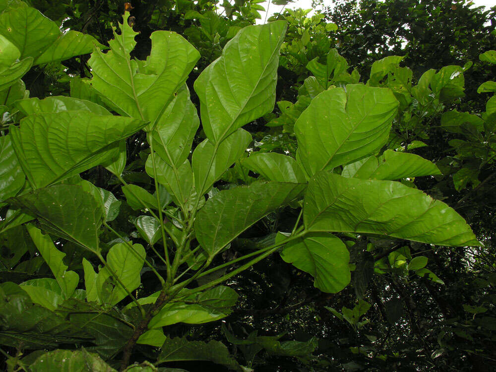 Image of Dendropanax sessiliflorus (Standl. & A. C. Sm.) A. C. Sm.