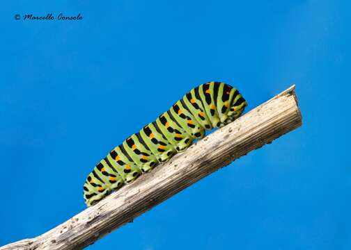 Image of Old World Swallowtail