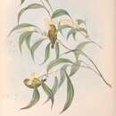 Image de Smicrornis brevirostris flavescens Gould 1843
