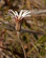 Image of woolly sunbonnets