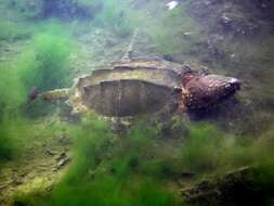 Image of Alligator Snapping Turtles