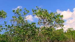 Image of mangrove