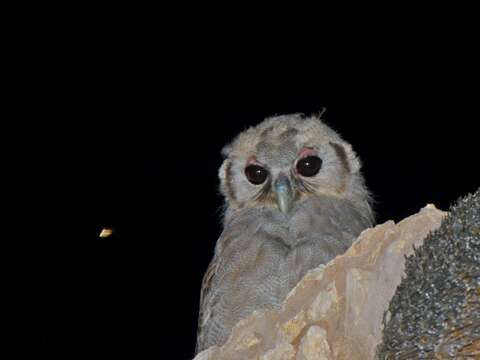 Image of Giant Eagle Owl