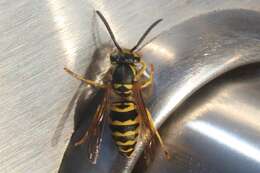 Image of Yellowjackets