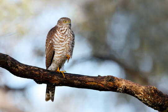 Image of Collared Sparrowhawk