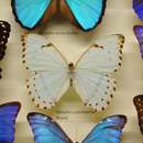 Imagem de Morpho caternarius