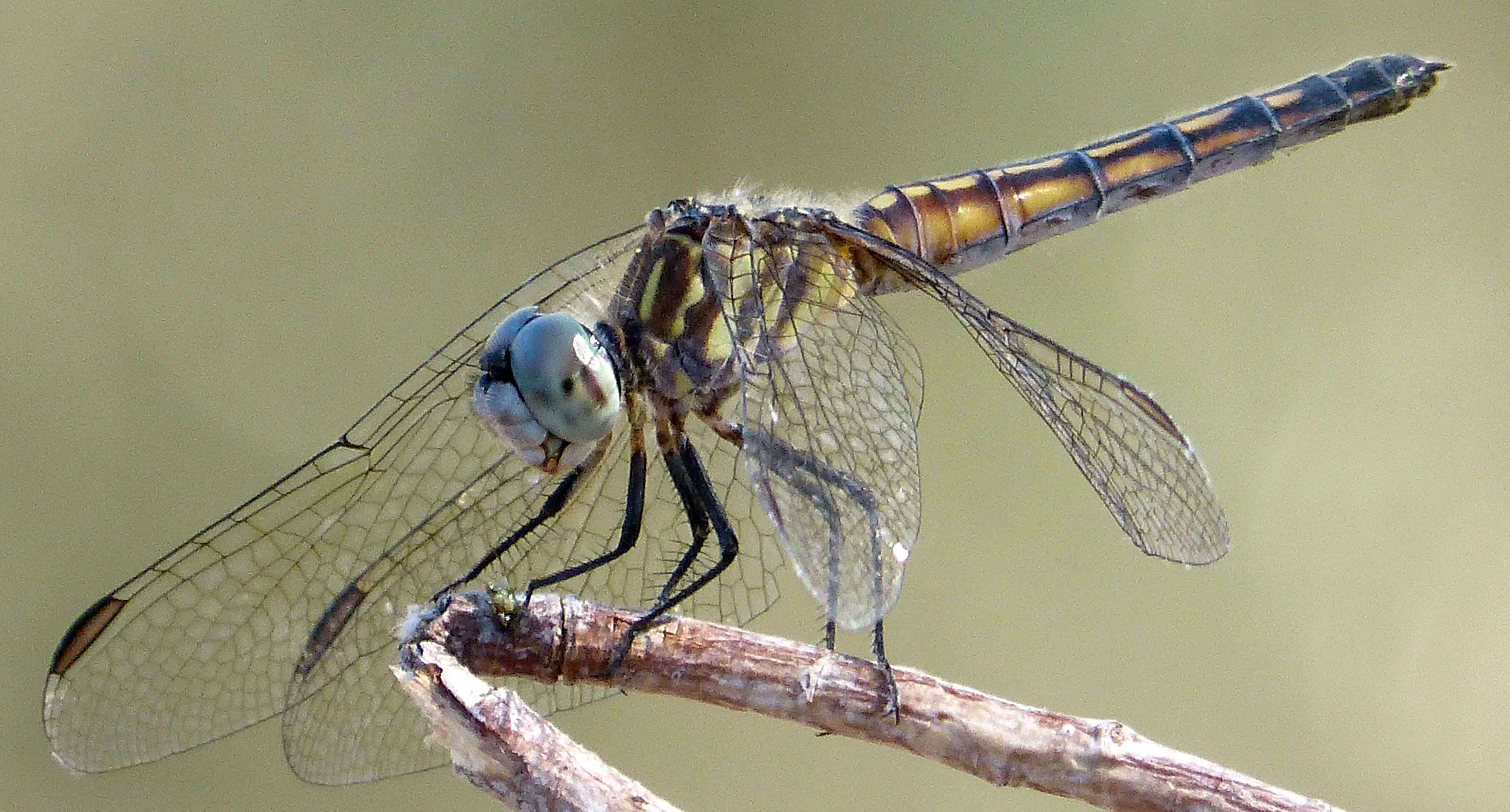 Image of Blue Dasher