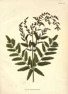 Image of Royal Fern