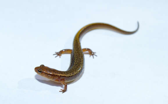 Image of Brook salamander