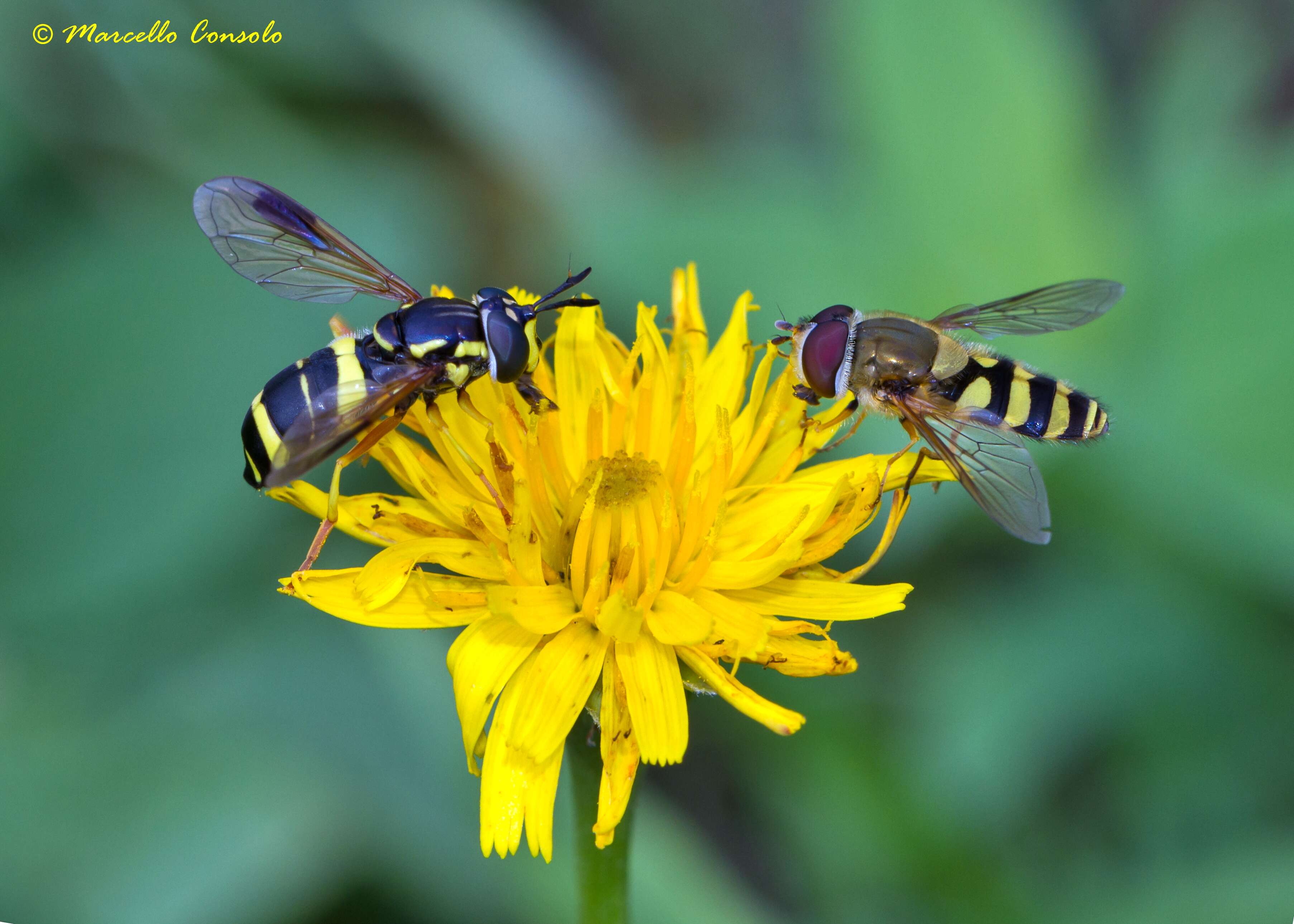 Image de Chrysotoxum bicinctum (Linnaeus 1758)